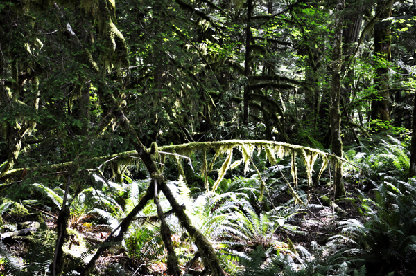 moss covered tree branches